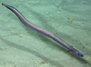 Synaphobranchid
