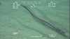 Synaphobranchid