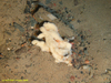 Branched sponge (unidentified)