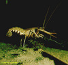 Langoustine