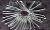 Anemone