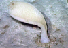 Platylistrum platessa