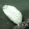 Regadrella sp.