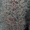 Chrysogorgiidae