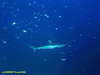 Grey reef shark