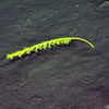 Sea Pen