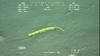 Sea Pen