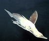 Rhinochimaeridae