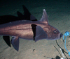 Hydrolagus affinis