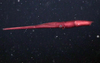 Mastigoteuthid squid