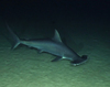 Scalloped hammerhead