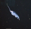 Pelagic Amphipod