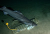 Deep-sea shark