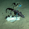 Deep-sea shark