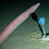 Synaphobranchid