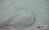 Blobfish