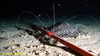 Long legged spider shrimp