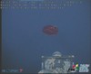 Ctenophore