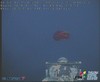 Ctenophore