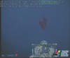Ctenophore