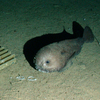 Blobfish