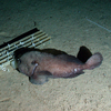 Blobfish