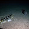 Blobfish