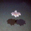 Cirrate octopus