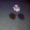 Cirrate octopus