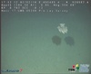 Cirrate octopus