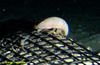 Isopod
