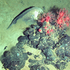 Psychrolutes macrocephalus