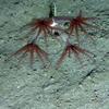 Umbellula sp.