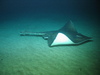 Common Skate