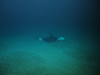 Common Skate