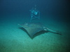 Common Skate
