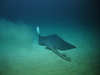 Common Skate