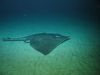Common Skate