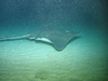 Common Skate