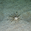 Pencil spine urchin