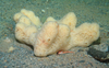 Cod and sponge