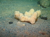 Cod and sponge