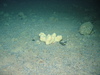 Cod and sponge