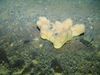 Cod and sponge