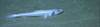 Bathysaurus sp.
