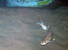 Small spotted catshark/Lesser-spotted dogfish