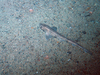 Small spotted catshark/Lesser-spotted dogfish