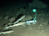 Small spotted catshark/Lesser-spotted dogfish