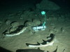 Small spotted catshark/Lesser-spotted dogfish