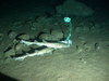 Small spotted catshark/Lesser-spotted dogfish